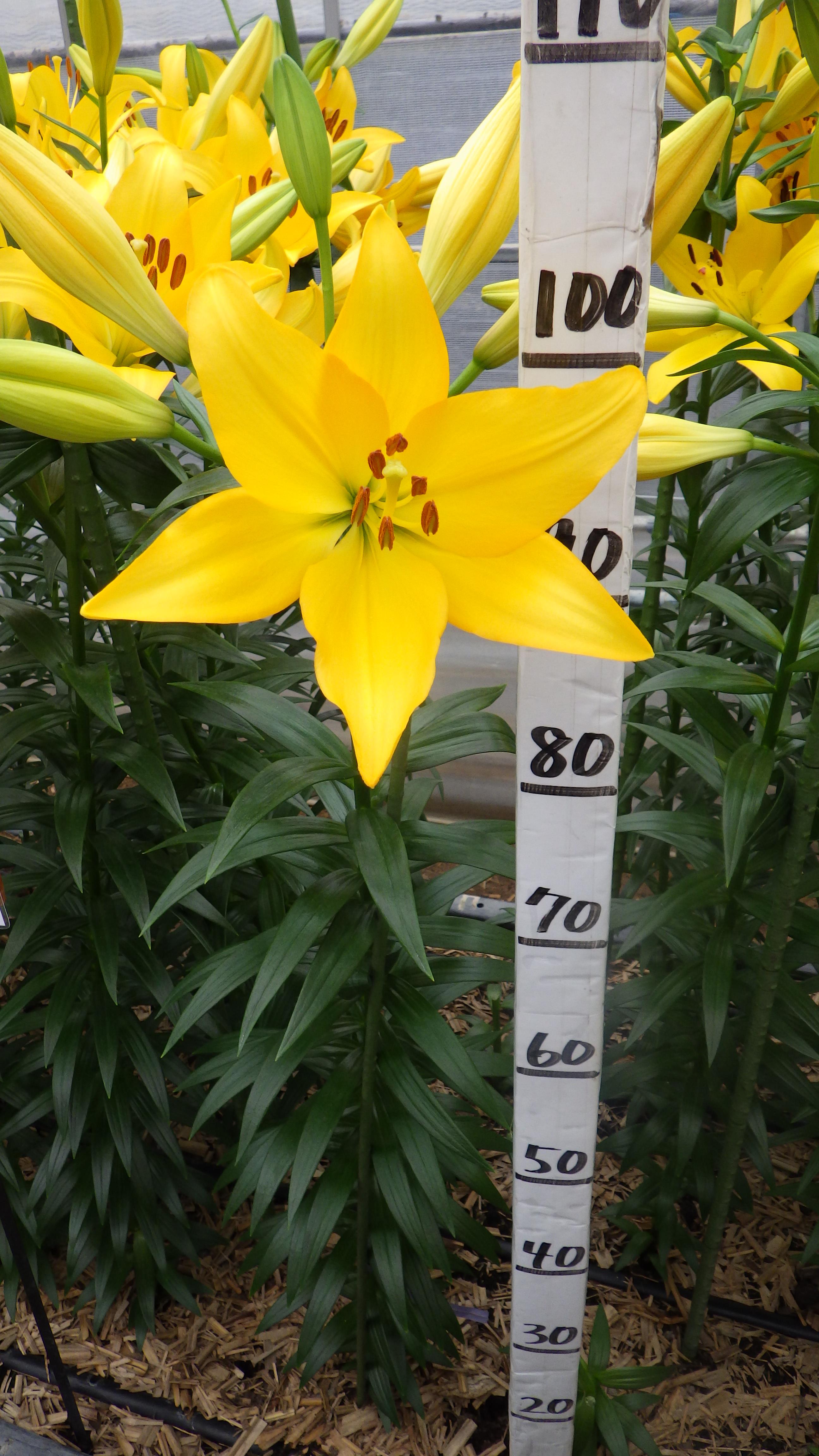 ビューソレイユ